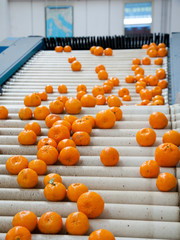 The working of citrus fruits: sicilian tangerins after the waxing process in the conveyor belt of a modern production line