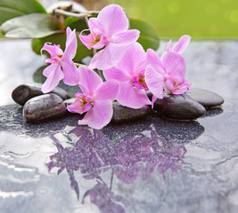 Obraz na płótnie Canvas Spa stones and pink orchid on grey background.