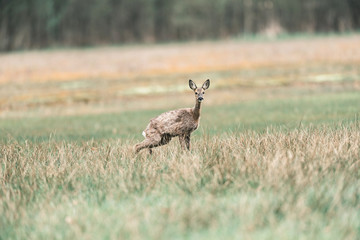 Alert peeing roe deer doe in grass.