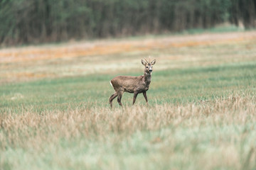 Roebuck walking in meadow. Alert looking around.