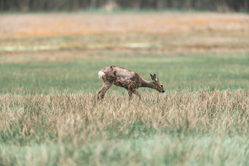 Roe deer doe during moult grazing in field.