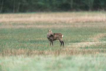 Washing roebuck standing in a field.