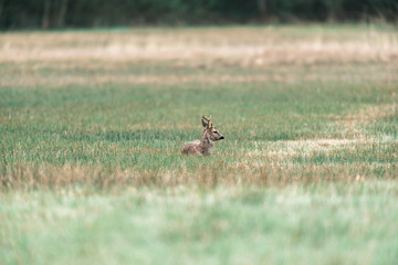 Ruminating roebuck lying down in a field.