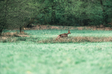 Escaping roebuck with bark antlers jumping over tall grass.