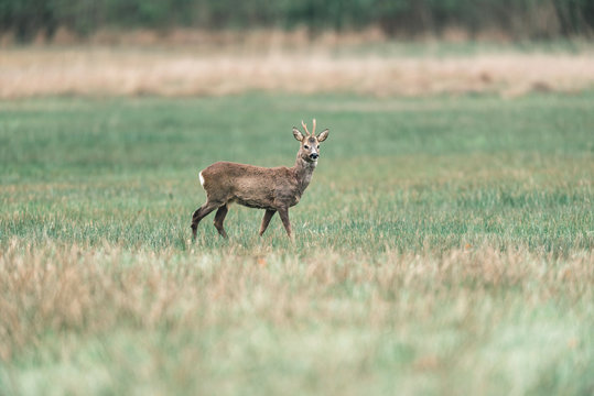 Roebuck looking around while standing in field.