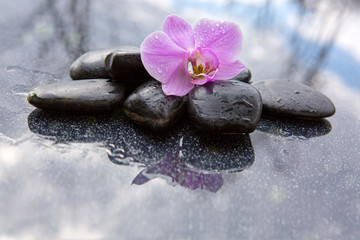 Obraz na płótnie Canvas Single orchid flower and black stones.