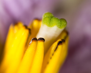 pestle on a flower. macro