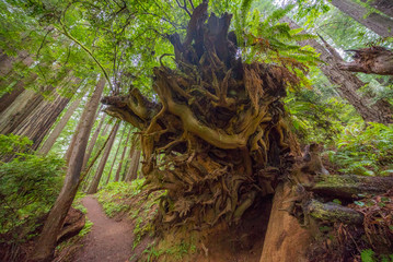 Huge logs overgrown with green moss and fern lie in the forest. A path in the amazing green forest of sequoias. Redwood national and state parks. California, USA