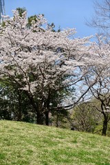 Fototapeta premium 多摩のさくら