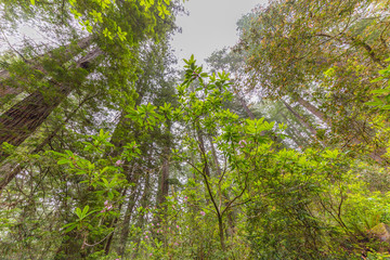 Fototapeta premium Old-growth sequoias and amazing pink flowers rhododendron in the fairy green forest. Redwood national and state parks. California, USA 