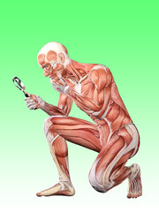 Obraz na płótnie Canvas Muscle male anatomy searching 3D Illustration
