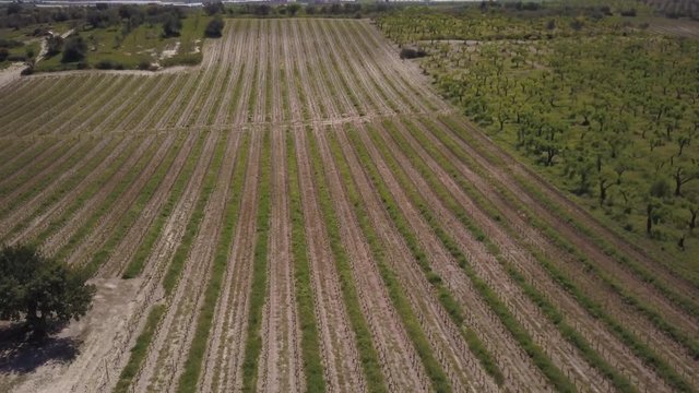 descending from view of vineyard to reveal trees in FG