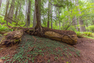 Huge logs overgrown with green moss and fern lie in the forest. Redwood national and state parks. California, USA