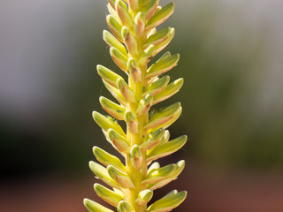 Aloe flower with aphids