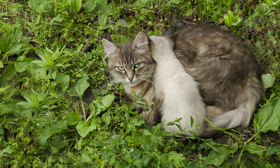 Naklejka na ściany i meble Cat with kitten in the grass