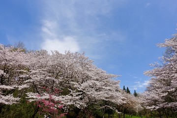 多摩のさくら
