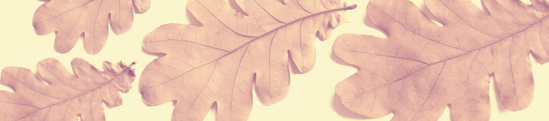 header old dry autumn oak leaves