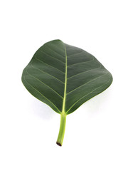 leaf