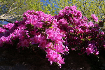 Obraz premium Pink azaleas in spring, Italy 