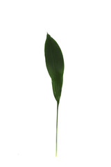 leaf
