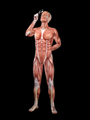 Fototapeta na wymiar Muscle male anatomy searching 3D Illustration