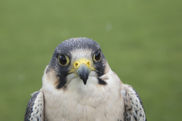 peregrine falcon portrait