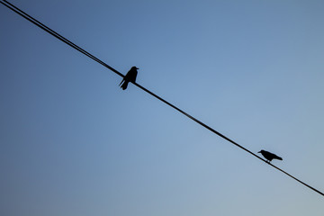 Black birds on high voltage wires