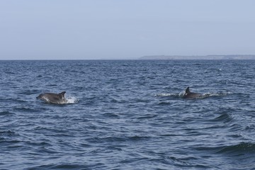 Fototapeta premium dauphins en ballade devant saint malo
