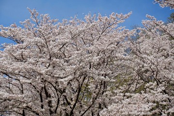 多摩のさくら