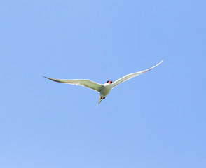 seagull on a background of blue sky