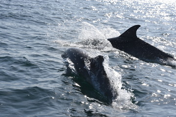 dauphins en ballade devant saint malo