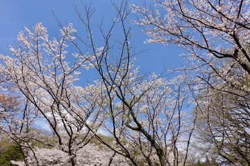 多摩のさくら