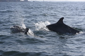 Fototapeta premium dauphins en ballade devant saint malo