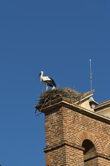 Leon (Spain): stork in the nest