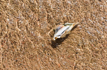 Beautiful marine shell in sea water