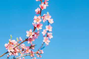 Japanische Kirschblütenzweige im Frühjahr mit blauem Himmel