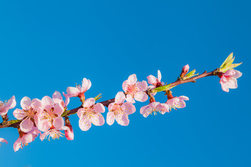 Japanische Kirschblütenzweige im Frühjahr mit blauem Himmel