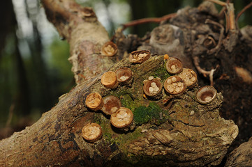 Crucibulum laeve fungus