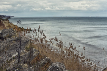 Wild coast of the sea, stones and dry reeds, the gray sea, a beautiful marine calm landscape. Vintage style.

