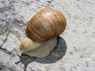 Schnecke am Wegrand