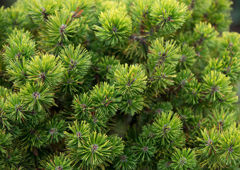 
Pine tree close-up
