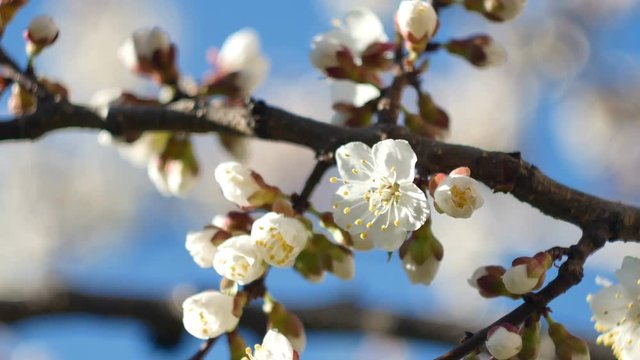 A close-up of a beautiful growing branch of apricot or sakura blossoming flower in a spring in the genesis garden.
