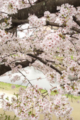 Sakura - cherry blossoms along Kamo River in Kyoto City, Japan