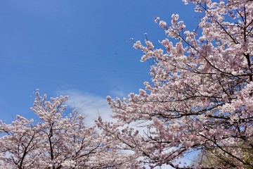 多摩のさくら