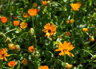 Fototapeta premium Calendula Flowers