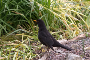  common blackbird