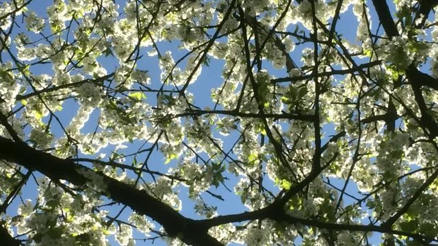 Kirschbl&uuml;te in Deutschland