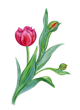 Tulip with buds, watercolor drawing on white background.