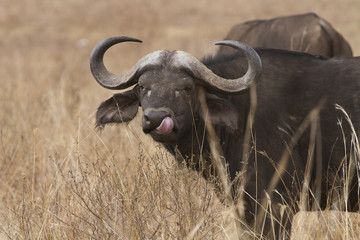 bufalo con lingua fuori