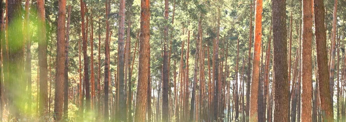 Papier Peint photo Lavable Arbres Beau panorama d& 39 une forêt de pins en été